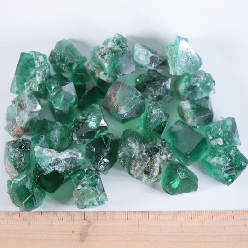��7/18�ɲá۹�ʪ������ɾ�