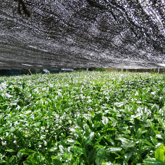 ���� �Ų����� �������� 20g ������