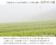 �ڶ�Ϫ�Τդ뤵��ʡ��Ȭ������¼�Τ�����������/���������� ����������� ��Ȭ����Ϫ�� 40g��