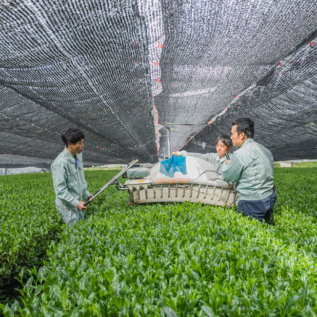 ���� ���ñ� �纬�� �б� ���Ϥ� 50g ������