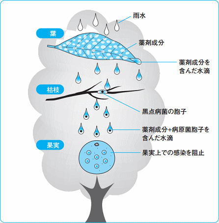 <list[i].description>