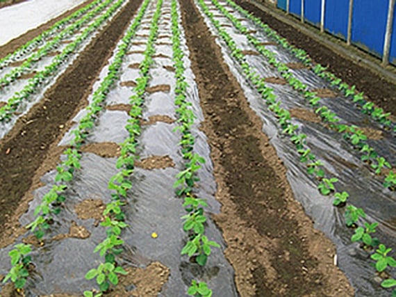 <list[i].description>