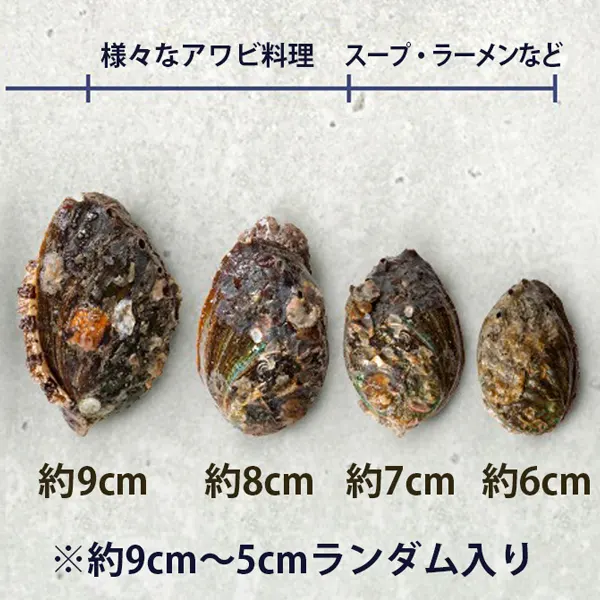 韓国産] アワビ あわび 天然 韓国ワンド 鮑 / 約1kg Lサイズ - Mサイズ