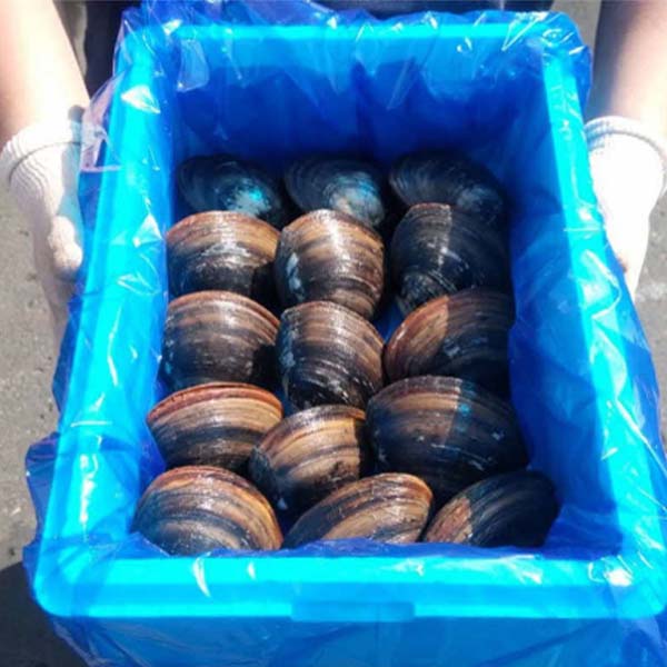 限定100セット 活ほっき貝3kg ホップスモール 名産品市場 旅のプロが全国各地の名産品をご紹介する通販サイト 阪急交通社グループ 限定100セット 活ほっき貝3kg ホップスモール 名産品市場 旅のプロが全国各地の名産品をご紹介する通販サイト 阪急交通社グループ