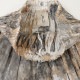 ���� ����ƥ������� ICHI Antiquite��s ������ ��������Υ�ͥ󥹥�����with�ڥ�������   (sk2-2604-150)��60E62��