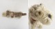 ���奿���� Steiff ����ʥ������̤������   (ac30-2603-220)��81E62��