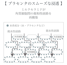 バランス プラセンタクリーム 30ml （美容クリーム）