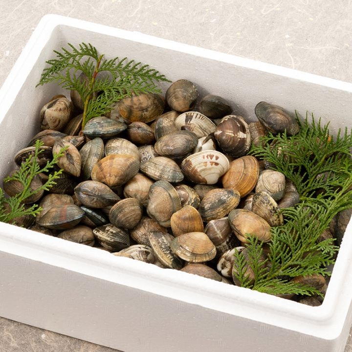 完全国産養殖 活あさり【さりひめ】2kg