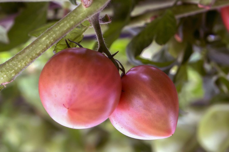 あわじ島グルメトマト(R)