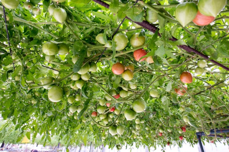 あわじ島グルメトマト(R)