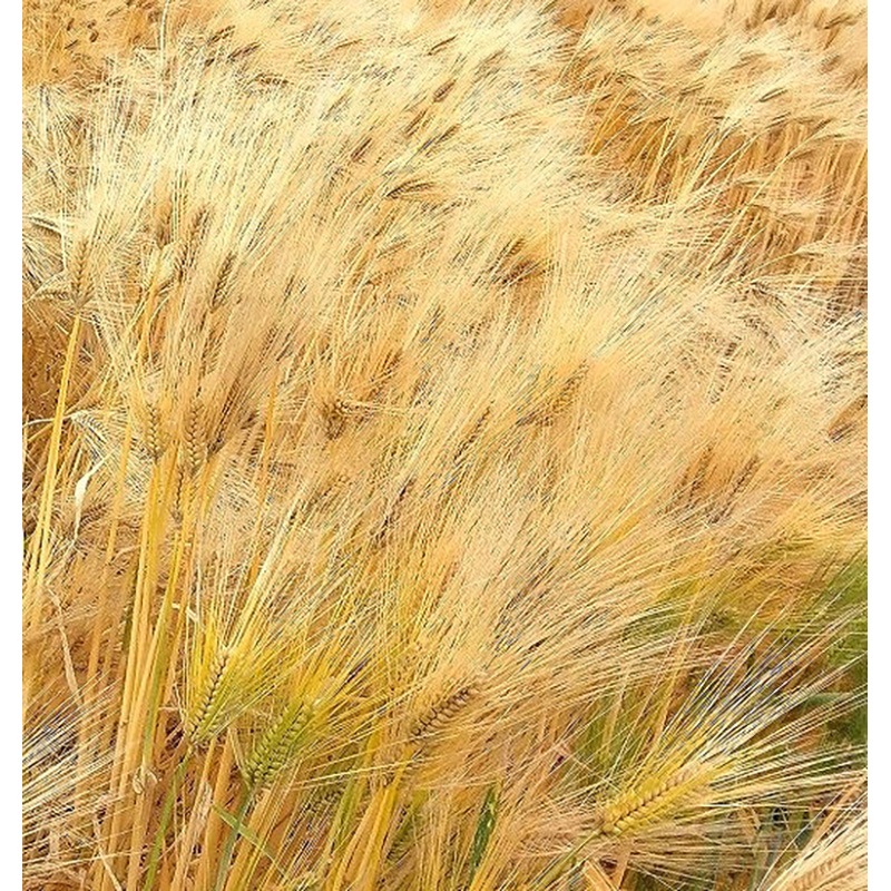 こだわり造り　丸粒パック麦茶（精白大麦）　10g×30袋