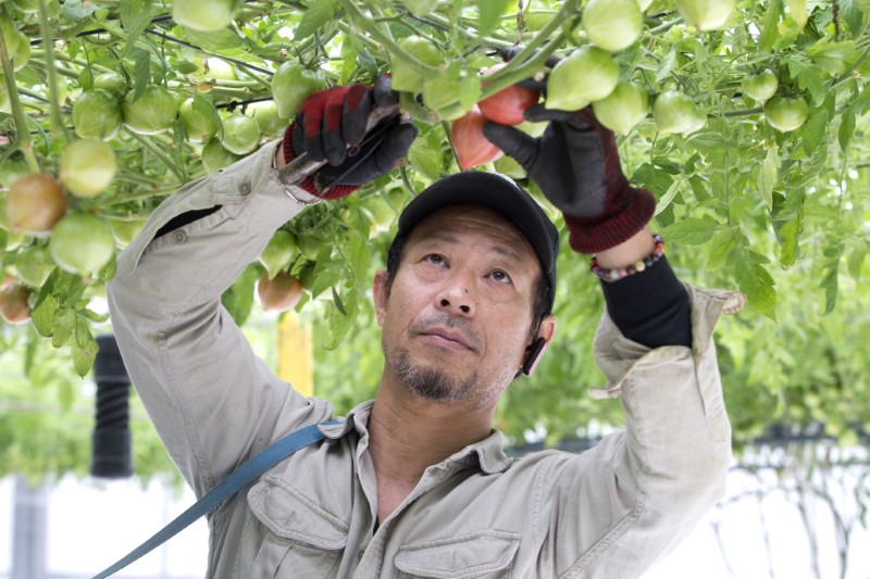 あわじ島グルメトマト(R)1箱＆ドライトマト1袋
