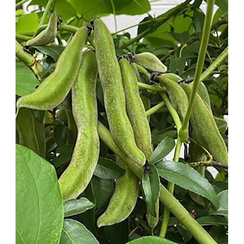 人生まだまだ！黒ムクナ豆茶　1.5g×30袋　（テトラタグ付ティーバッグ）