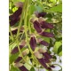 人生まだまだ！黒ムクナ豆茶　1.5g×30袋　（テトラタグ付ティーバッグ）