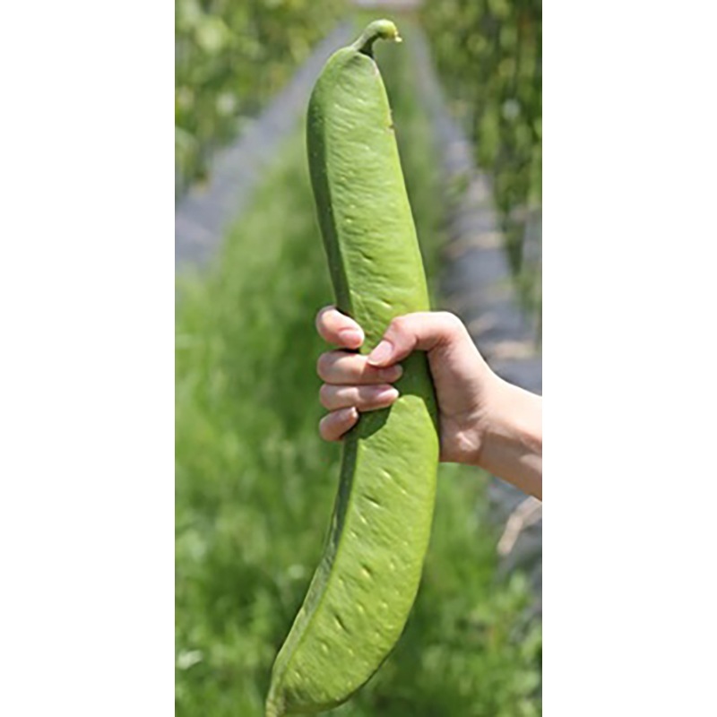 人生これから！熟成赤なた豆ブレンド茶　1.5g×30袋　（テトラタグ付ティーバッグ）