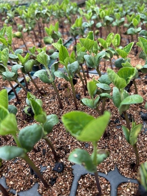 丹波篠山黒豆プリン5種類（6個）アソートセット