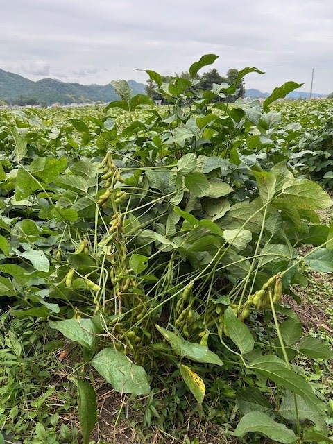 丹波篠山黒豆プリン5種類（6個）アソートセット