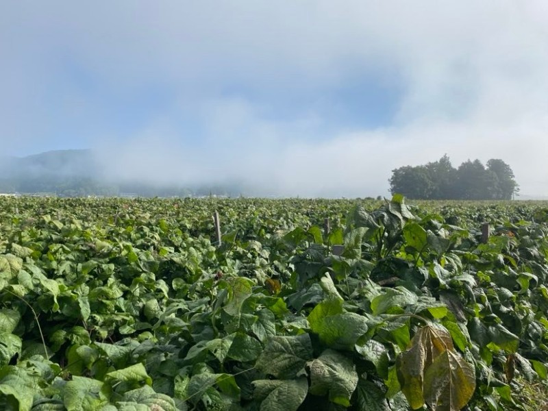 丹波篠山黒豆プリン5種類（6個）アソートセット