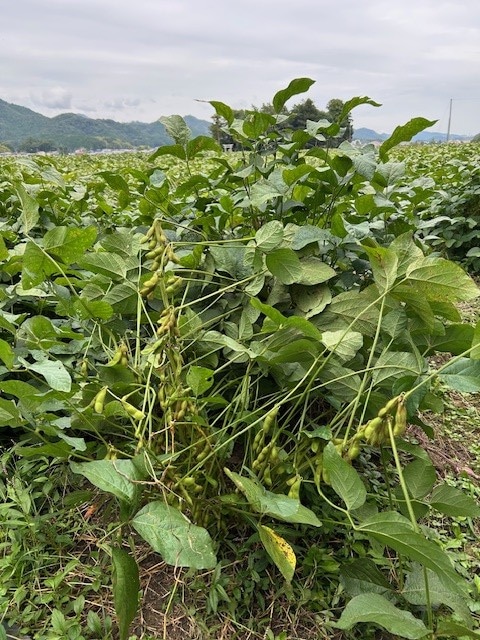 川北黒大豆ふるさとセット