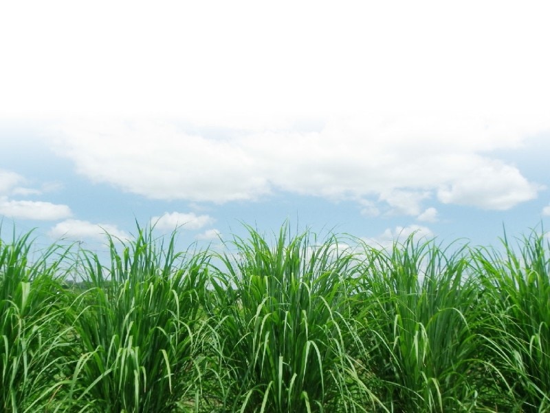 レモングラス煎茶ブレンド