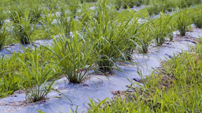 レモングラス煎茶ブレンド