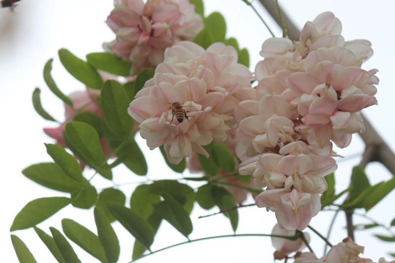 六甲山のはちみつ「六甲白蜜」