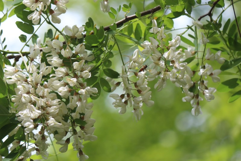 六甲山のはちみつ「六甲白蜜」