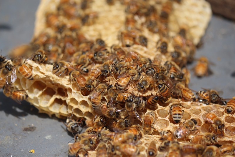 六甲山のはちみつ「六甲白蜜」