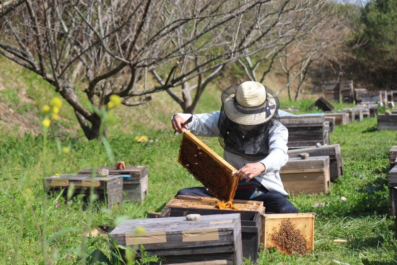 六甲山のはちみつ「六甲白蜜」