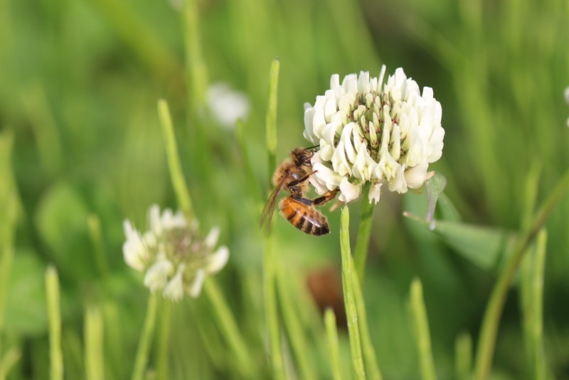 六甲山のはちみつ「六甲四季蜜」