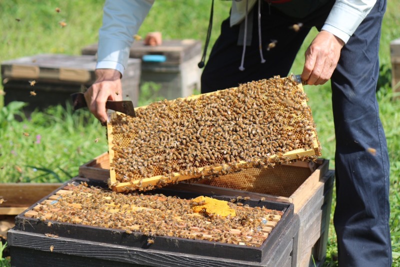 六甲山のはちみつ「六甲四季蜜」