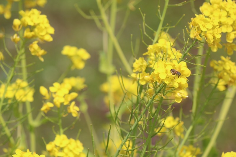 六甲山のはちみつ「六甲蜜語　三種詰め合わせ」
