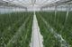 霧の恵　（ミディトマト）