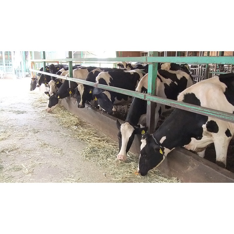 牧場アイスクリーム神戸六甲　（10個）