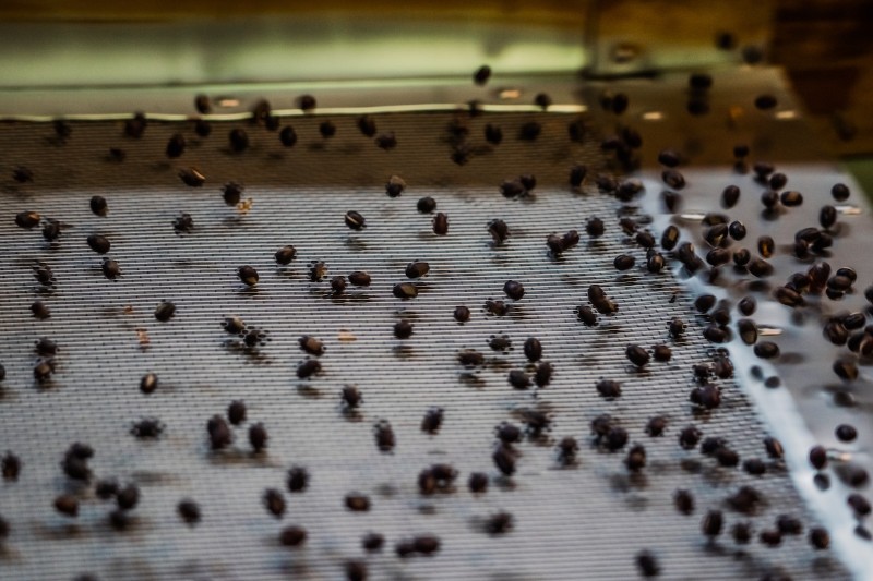 hadzuki　大納言あずき茶〈兵庫県産 美方大納言小豆〉