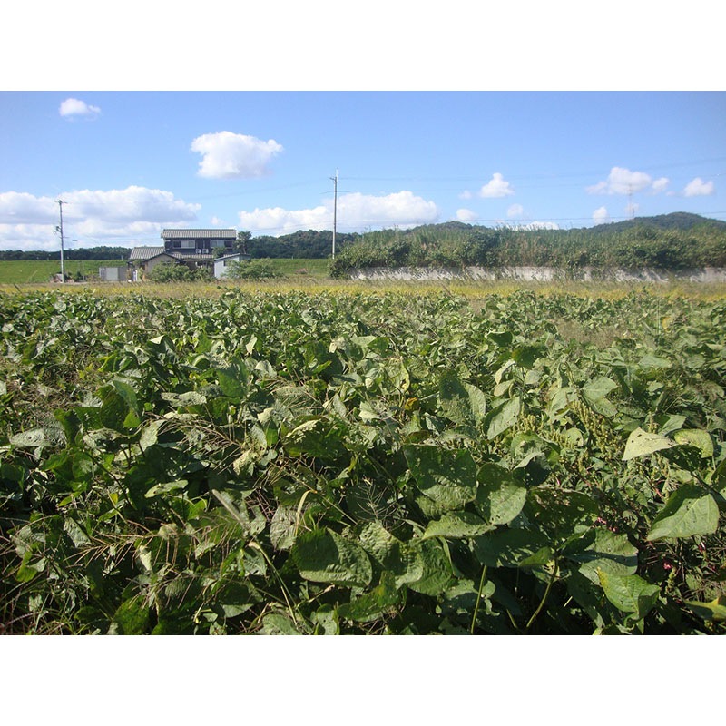 まめな黒豆茶10P（マイボトル用）