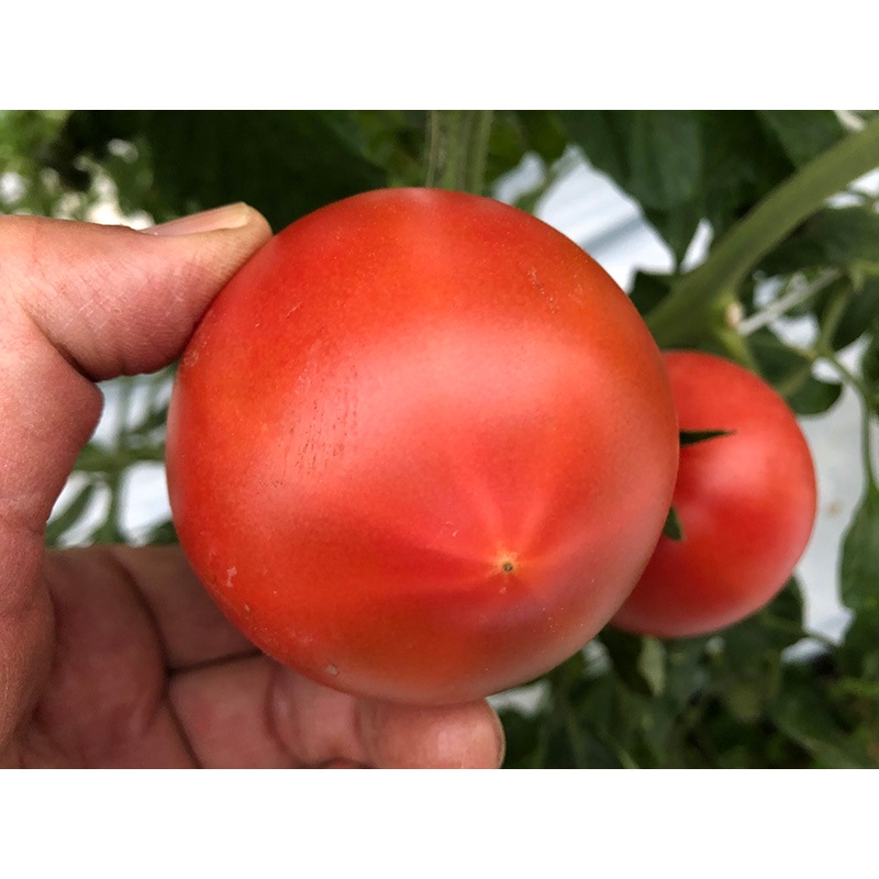 トマトの一番星ピューレ