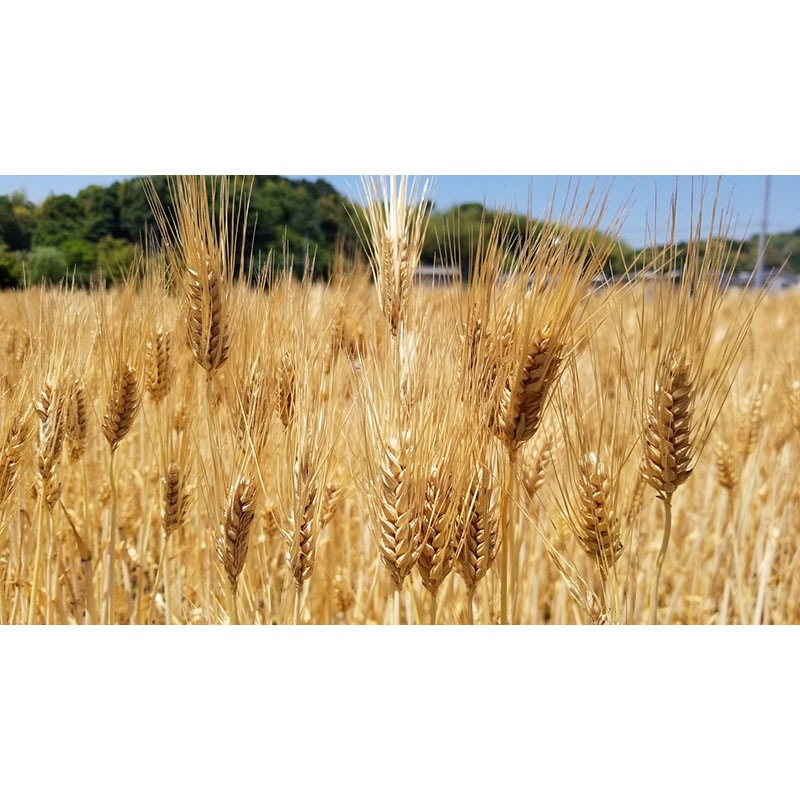 もち麦ラテ（プレーン）45g