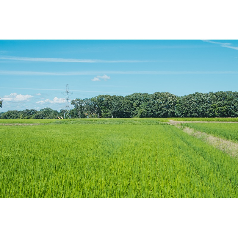 神戸咲く咲くチップス詰め合わせ