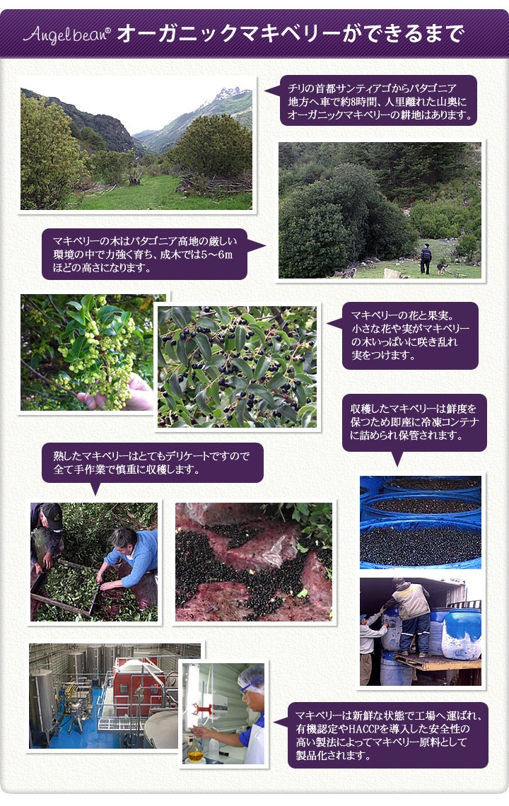 ���󥸥���ӡ��� �ޥ��ɥ��å� �������˥å�JAS �ޥ��٥꡼100% ǻ�̥����� ���� 195g��2�ܥ��å�