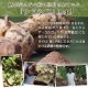  ̣¡2025.5.19ۥ饷  100g  ˥饷Ρ Υ󥫥ե󡦥Υ󥫥꡼ 
