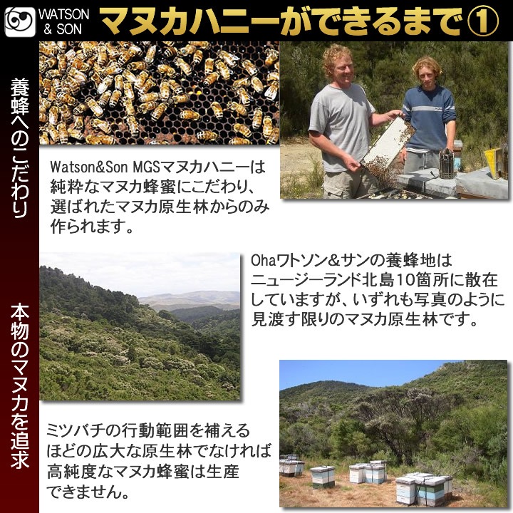 Watson & Son MGS�ޥ̥��ϥˡ� 20+(22.3) MGO800+(918)��250g�� �ޥ̥�˪̪ ��ȥ�������� ������