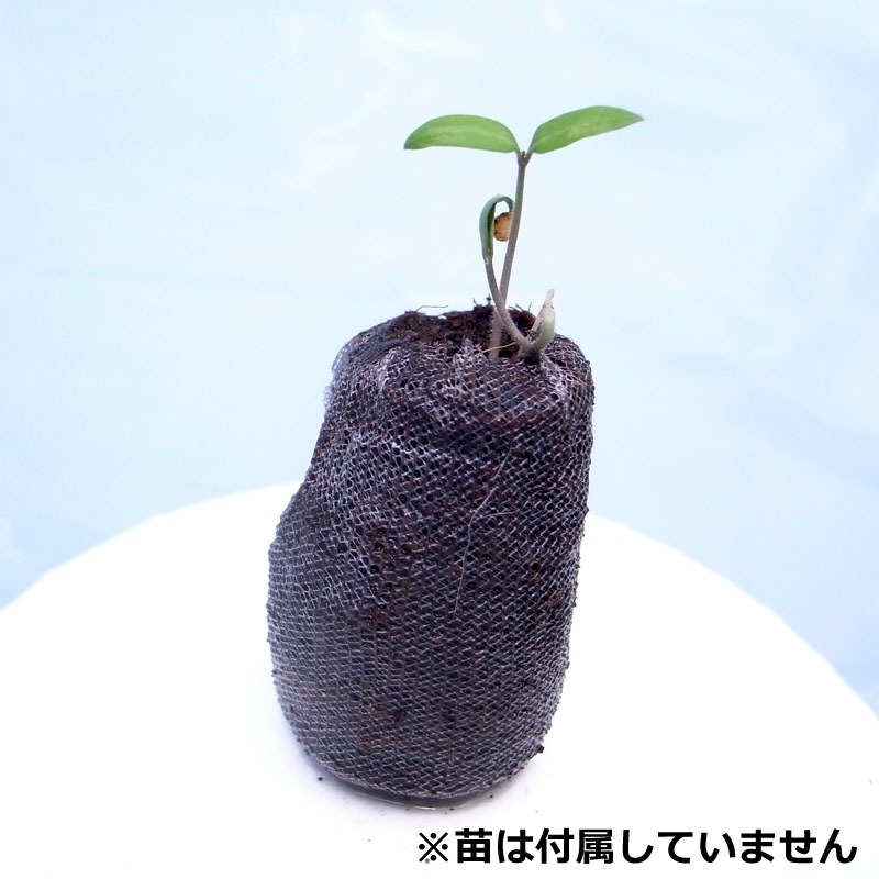 �ۡ���ϥ��ݥ˥��פ��פ����פ��פ������ԡ��ȥ⥹���ϡ�10�ĥ��åȡ�