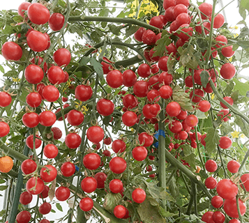 �ߥ˥ȥޥȡ֥ͥ͡פμ��12γ��