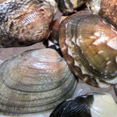 あさり　ページ 楽天市場】アサリ 殻付きボイルあさり【250g】 マルハニチロ