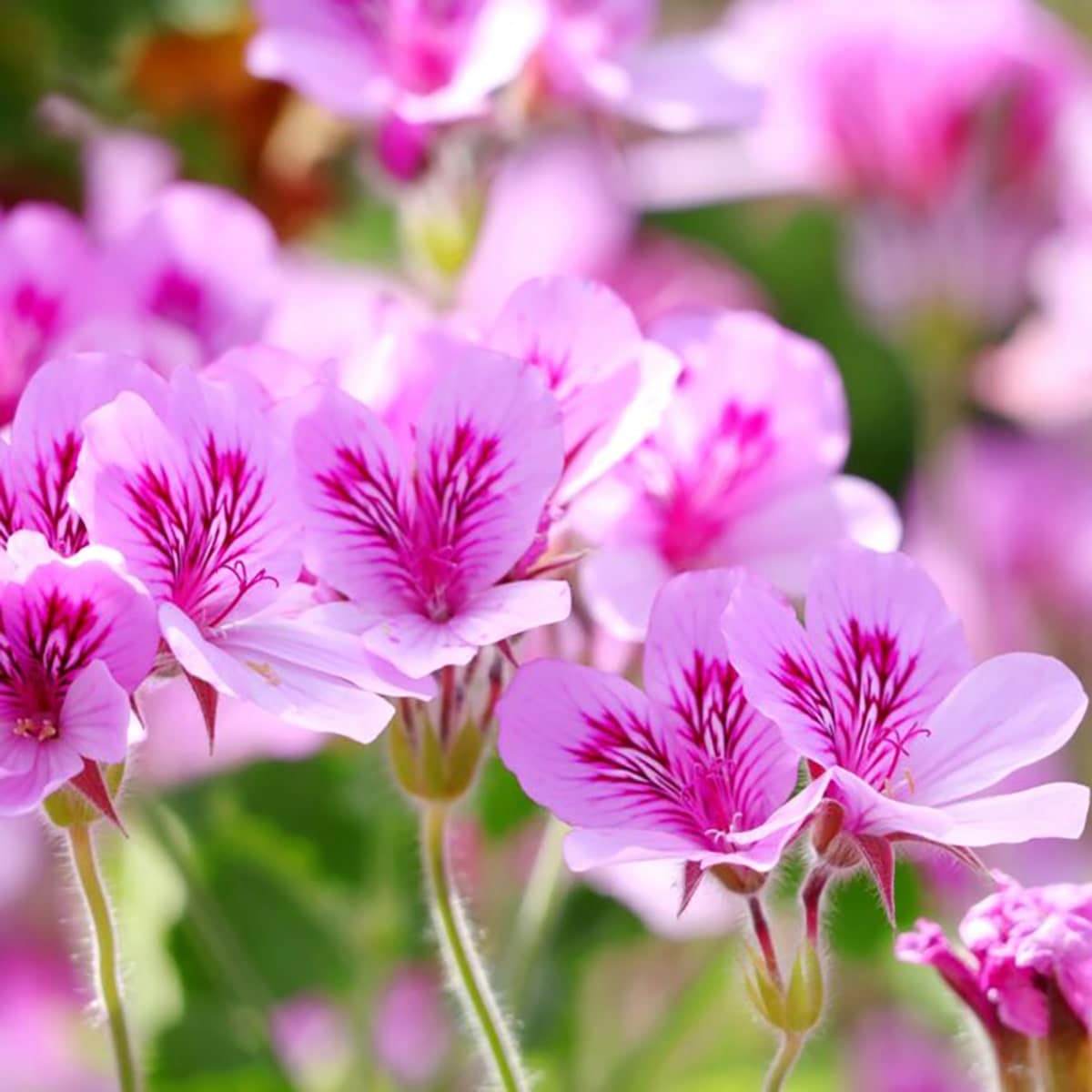 ピローミスト ぴろま 枕用フレグランス ゼラニウム 30mL - 眠りの専門