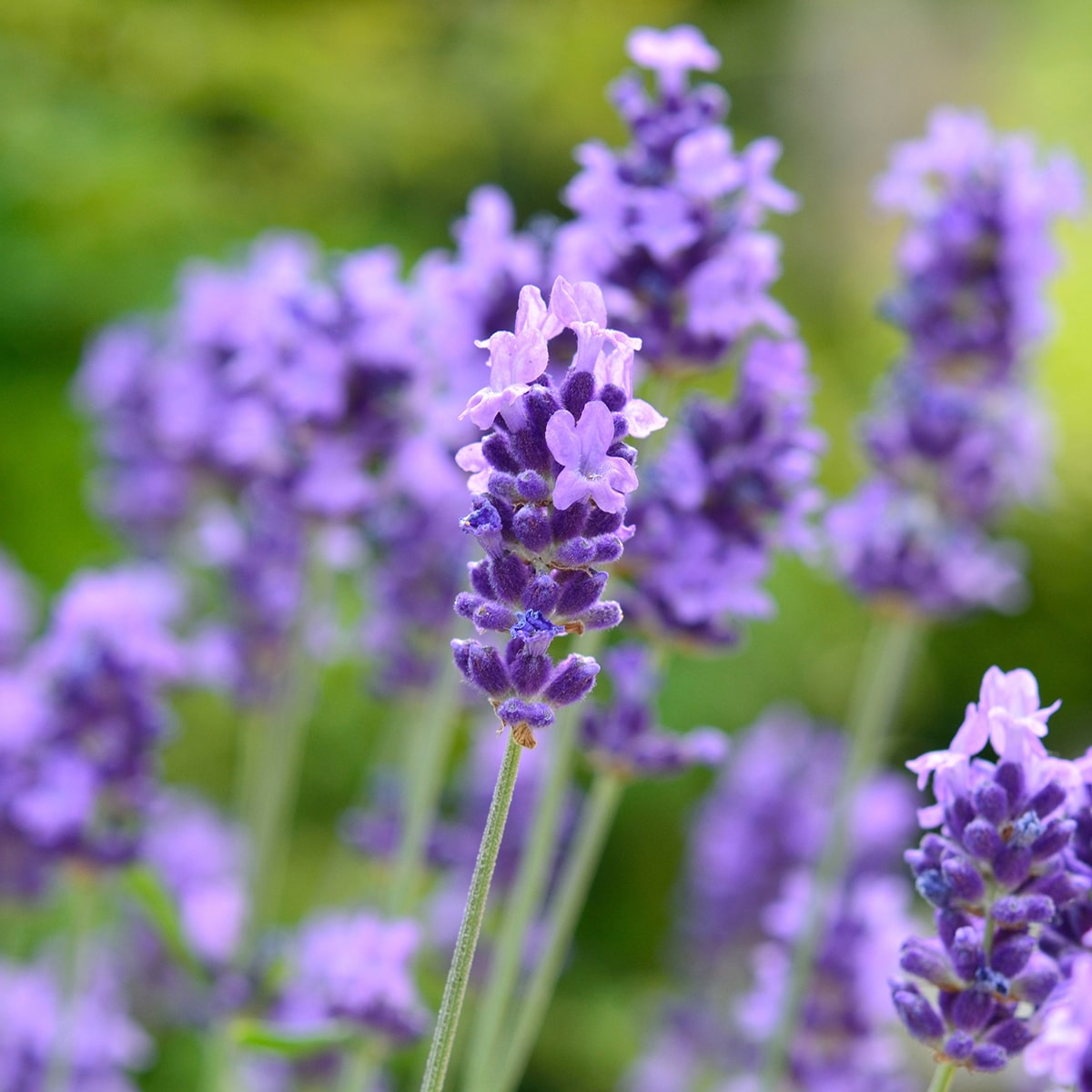 天然由来成分100%のバスソルト 京の天然ばすそると ラベンダーの香り