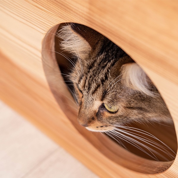 ねこ木製座卓　杉 ローテーブル 猫用 キャットハウス付き センターテーブル 猫用ロー