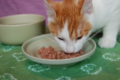 healthwater 猫用 日用品 ヘルスウォーター フードボウル [Mサイズ