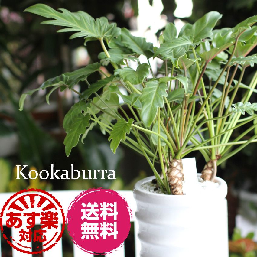 クッカバラ 観葉植物 室内植物 お祝 退職 記念日 開店 新 インテリア グリーン